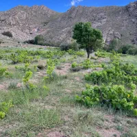 باغ-انگور