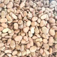 باقالی امساله فیض|خوردنی و آشامیدنی|سرخنکلاته, |دیوار