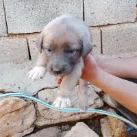 توله سگ سرابی|سگ|بیلوار, |دیوار