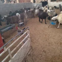 فروش ،کهره ،میش داشتی ،قوچ ،بز وغیره|حیوانات مزرعه|شهرضا, |دیوار