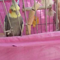 عروس‌هلندی‌همراه‌باقفس