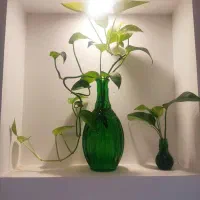 گلدان|گل و گیاه طبیعی|کاشان, فاز ۲ ناجی آباد|دیوار