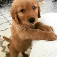 سگ گلدن رتریور