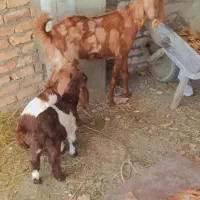 بز گلگلی با دو بزغاله نر ماده