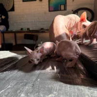 گربه (بدون مو)|گربه|آمل, |دیوار