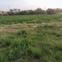زمین کشاورزی روستای پیری بنیاد