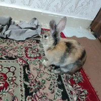 خرگوش|موش و خرگوش|تبریز, |دیوار