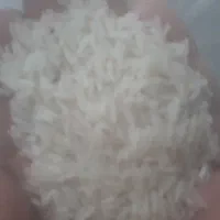 برنج فجر سوزنی|خوردنی و آشامیدنی|بندر ترکمن, |دیوار