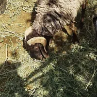 بره نر چاق