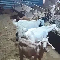 ۲۰عدد کره نر سانن پاکستانی دورگ