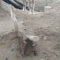 نگهبان وگله ای