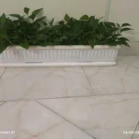 گیاه آپارتمانی