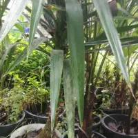 تعدادی گل گلدانی|گل و گیاه طبیعی|کلاچای, |دیوار