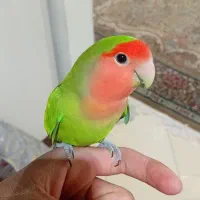 طوطی کوتوله