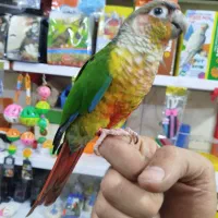 گرینچیک دستی و سخنگو