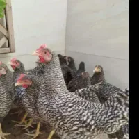 مرغ و خروس امروک.امریکای