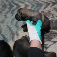 پژدر از نصل استاد خدر