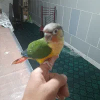 طوطی گرینچیک یلوساید دستی