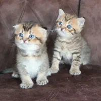 گربه نژاد بریتیش