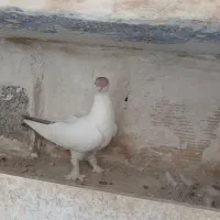 فروش یه عددکله دمبی ماده