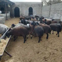 میش و بره بومی