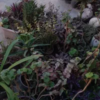 فروش گل های طبیعی یکجا وتکی|گل و گیاه طبیعی|گنبد کاووس, |دیوار