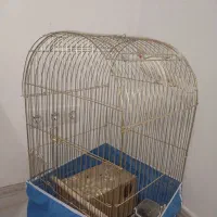 عروس هلندی|پرنده|سیرجان, |دیوار