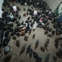 فروش جوجه گل پایگانی اصل