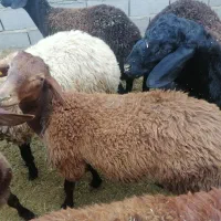 بره قوچ همو