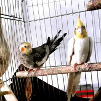 عروس هلندی دوتاش نر