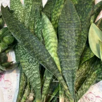 حراج سانسوریا غلافی ۵۰|گل و گیاه طبیعی|کازرون, |دیوار