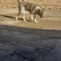 سگ سرابی|سگ|لالجین, |دیوار