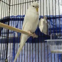 مرغ عشق  انگلیسی ماده