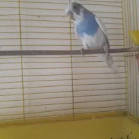 مرغ عشق باقفس