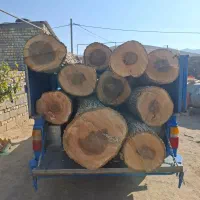 دررخت و چب چوب تیر خشک