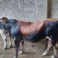 گوساله چاق