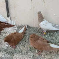 کفتر یا کبوتر. دم سفید و سینه اقون|پرنده|مشهد, فرهنگیان (شهرک غرب)|دیوار