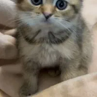 گلدون کوچولو|گربه|تهران, دانشگاه شریف|دیوار