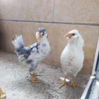 نیمچه مرغ گلین ۶ ماهه