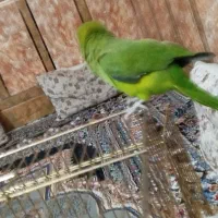 ملنگو|پرنده|خرمشهر, |دیوار