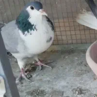 کبوتر کفتر دمگیر بدرنگ واز