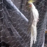 عروس هلندی|پرنده|مسجد سلیمان, |دیوار