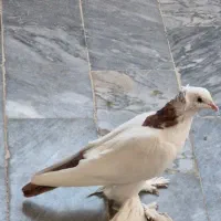 کبوتر یا پرنده