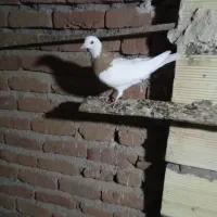 کبوتر فروشی