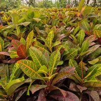 گل کروتن،قیمت تولیدی،گلخانه من|گل و گیاه طبیعی|بیرجند, |دیوار