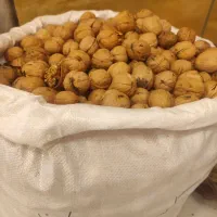 گردو کاغذی نهاوند همدان