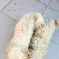 واگذاری پاکوتا پشمالو|سگ|رشت, منظریه|دیوار