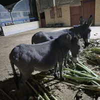 فروش الاغ و کره خر ماده|حیوانات مزرعه|اشکذر, |دیوار