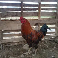 خروس بزرگ حراج|حراج|سراب, |دیوار