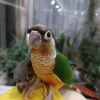 عروس قناری مرغ عشق فنچ گرینچیک|پرنده|خواف, |دیوار